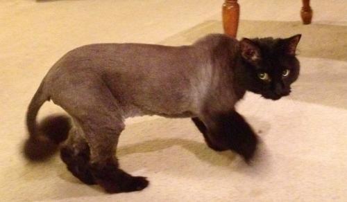 Bad Haircut Cat.