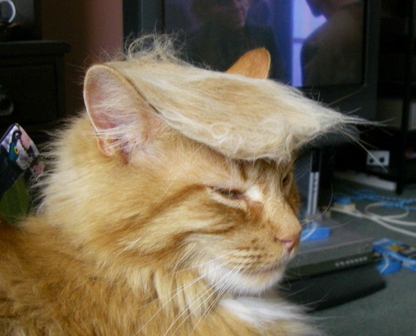 Trump Cat.