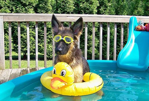 25 Dogs That Are Absolutely Ready for Summer