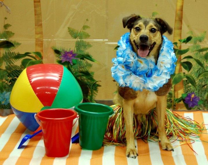 25 Dogs That Are Absolutely Ready for Summer