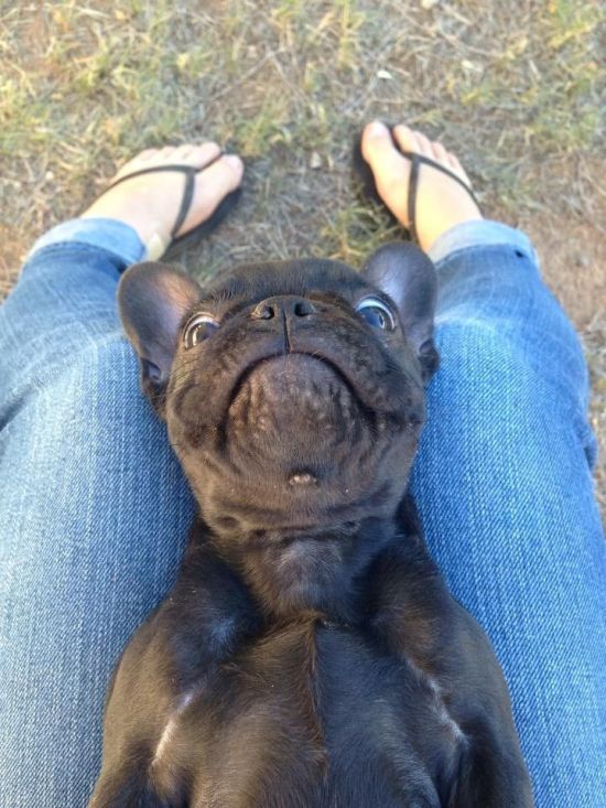 These Puppies Will Kill You With Cuteness 46 pics