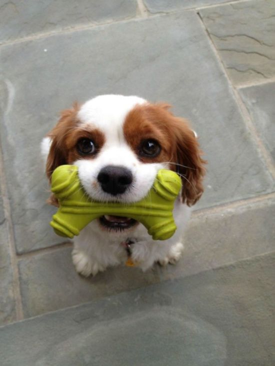 These Puppies Will Kill You With Cuteness 46 pics