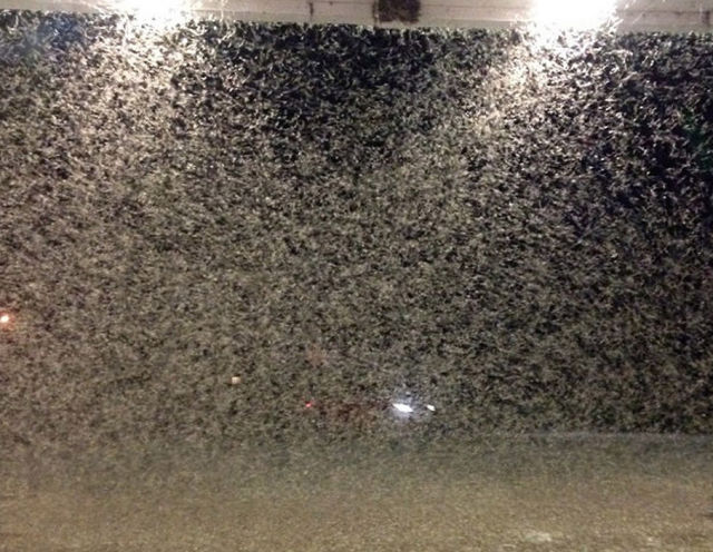 Mayflies Infest Parts of the US 36 Pics