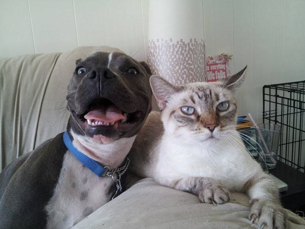 20 Pit Bulls Who Are Just Big Softies