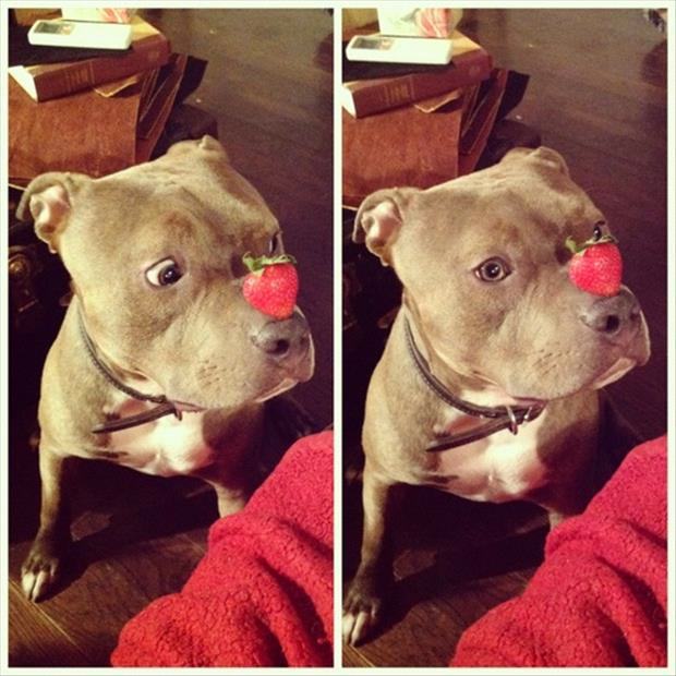 20 Pit Bulls Who Are Just Big Softies