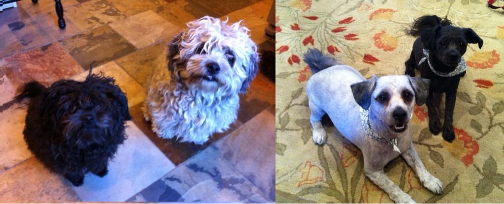 Dogs That Got Appearance-Altering Haircuts