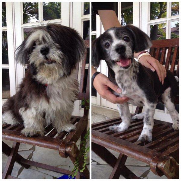 Dogs That Got Appearance-Altering Haircuts