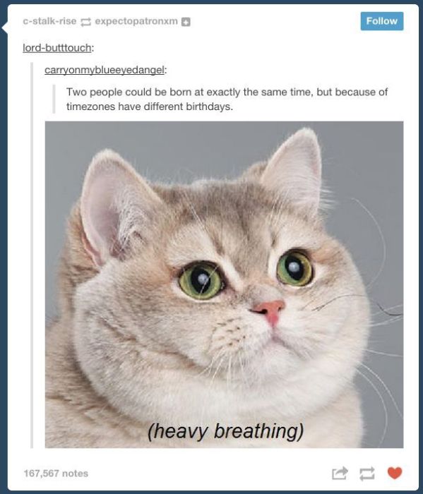 tumblr - heavy breathing cat meme - Cstalkrise expectopatronxm lordbutttouch carryonmyblueeyedangel Two people could be born at exactly the same time, but because of timezones have different birthdays. heavy breathing 167,567 notes