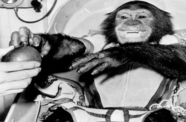 Ham The Chimp - Ham the Chimp was named after the Holloman Aerospace Medical Center and became a huge celebrity all over America. He ended up on the cover of Life magazine after his Project Mercury mission labeled MR-2, which launched him into orbit on January 31, 1961. Ham learned to pull levers to receive banana pellets and avoid electric shocks and thus he successfully became the first animal to actually interact with a space vessel rather than simply ride in it.