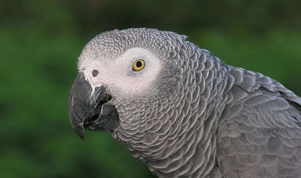 Alex: The Genius Parrot - Alex, the world-renowned African Grey Parrot, changed how the world viewed and understood animal intelligence before the mid-seventies. The remarkably smart parrot displayed the extraordinary cognitive and communication abilities of his kind and became the hot topic of scientific discussion and dispute for a long time for his ability to count each object individually in a group, identify colors, things, and actions, and even solve plain math problems.