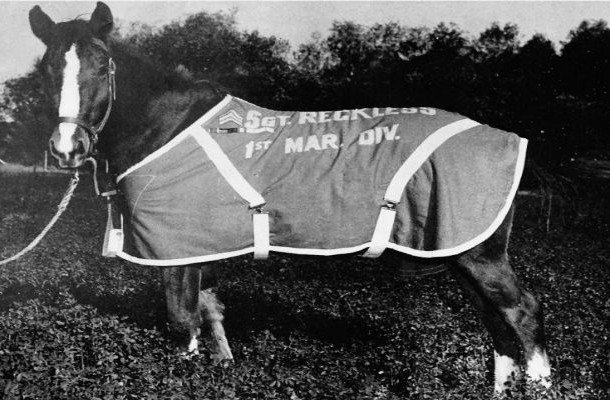 Sergeant Reckless: The Hero Horse of the Korean War - Reckless was a small, humble mare that served in the Korean War, for which she was twice promoted to staff sergeant. She was trained to transfer ammo, and during a single battle she made fifty-one solo trips under enemy fire. Additionally, she saved the lives of numerous wounded soldiers by evacuating them, a fact that earned her many medals including the Good Conduct Medal, the National Defense Service Medal, and the Korean Service Medal, among other honors.