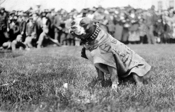 Sergeant Stubby - Sergeant Stubby is the most decorated war dog of World War I and the only dog in US history that was promoted to sergeant because of his time in combat, even though most historians believe that the dog earned the honorary rank from the Smithsonian Institution and not the US army. One way or another, Stubby served for eighteen months and participated in seventeen battles on the Western Front during the course of which he saved his regiment from many unexpected mustard gas attacks and found and comforted several wounded soldiers.According to legend, he once caught a German spy by the seat of his pants, holding him there until American soldiers found and captured him. What more can you ask from a dog?