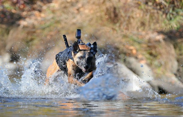 The Dog That Captured The World's Most Wanted Man - On May 2, 2011, a well-trained Malinois named Cairo accompanied the US Navy SEALs who killed Osama Bin Laden. Even though we dont have many details about this secret but successful operation, every member of the team guarantees that the outcome might not have been as successful if Cairo wasn't present to help.