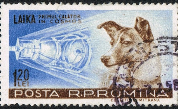 Laika: The Iconic Spacedog - Even though Laika was not the first animal in space, its without a doubt the most famous and the first to orbit Earth as the only crew member of the legendary Sputnik 2 in 1957. Unfortunately, Laika died during the flight, as was inevitable since the technology to return from orbit had not yet been invented.