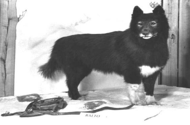 Balto: The Humanist - This is the only time in recorded history that an animal saved not one or two people, but the whole population of a town with his heroic act. In 1925 the Alaskan town of Nome suffered a devastating outbreak of diphtheria and the only available airplane in the area was frozen and nonfunctional, so several teams of sled dogs were put together to rush to Anchorage for the antitoxin.For over a thousand miles, the heroic dog led the team, going through whiteout blizzards and all kinds of danger in the hostile environment. The dogs fearless journey is nowadays honored through the running of the annual Iditarod Trail Sled Dog Race and is the story behind the Disney animated film Balto, who is voiced by Kevin Bacon.