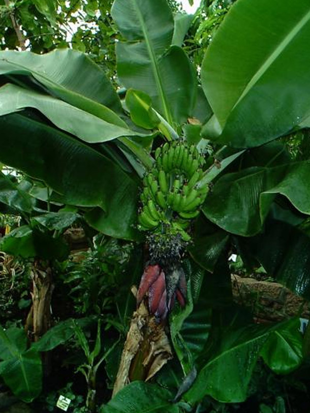 Bananas grow on trees- Although we all call it a banana tree the stem doesnt contain true woody tissue. In reality it is a herbaceous plant, or herb. Spread the word.