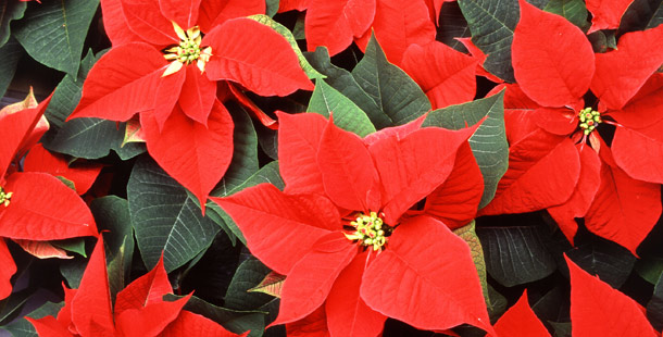 Poinsettias are lethal - Poor Poinsettias, everyone steers clear of them. The myth was started sometime in the 20th century shortly after they were brought over from Mexico. The child of a military officer allegedly died upon consuming a poinsettia leaf. As a result of this rumor the toxic properties of this plant have been highly exaggerated. Of course, you may want to keep it away from your pets because consumption can result in an upset stomach,  theyll live.