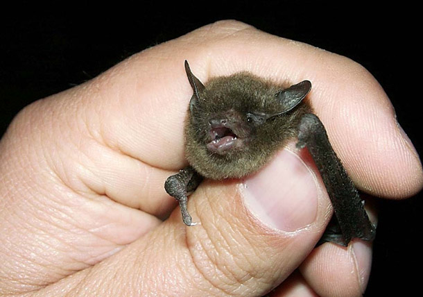 Bats are blind- Au contraire, they do pretty well for themselves. While they cant see in color, at night they certainly see better than we do. Of course, many species also use echolocation, so long story short, they know where theyre going.
