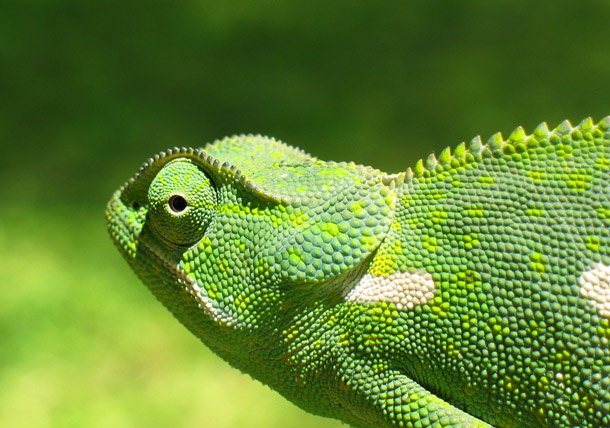 Chameleons blend into their surroundings- Its common knowledge that Chameleons change colors but the reason for it is slightly more elusive. While most believe it is so that they can blend in with their surroundings, the primary reasons are to regulate their temperature or communicate with other chameleons.