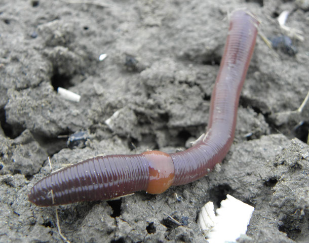 If you cut an earthworm in half it will regenerate into two earthworms- While earthworms do regenerate they will not divide into two entirely new earthworms. Every 5th grader knows that the front of the worm lives and the back dies. The regeneration happens when the front of the worm replaces the lost half of its body.