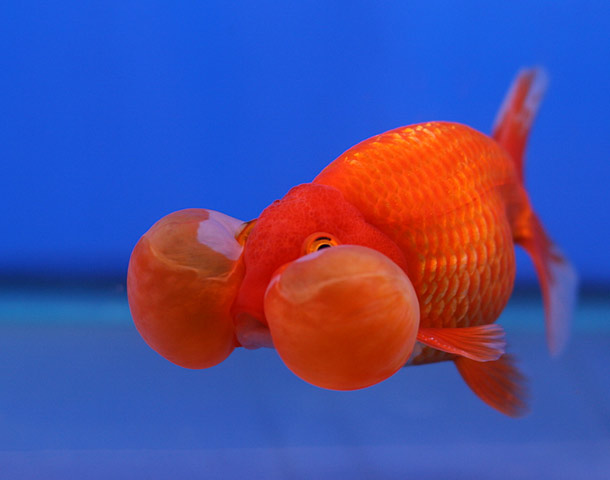 Goldfish have a 3 second memory- The idea that with every lap around the fish bowl your goldfish is experiencing the world as if it were completely new is completely wrong. Goldfish actually have a fairly decent memory. In fact, they can be taught to respond to different light, music, or other sensory cues.