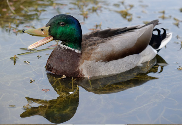 A ducks quack doesn't echo-  Go to a grocery store, buy some bread, find a lake, bait some ducks, catch one, release it under a bridge. If you do this correctly you will see why this myth is false.