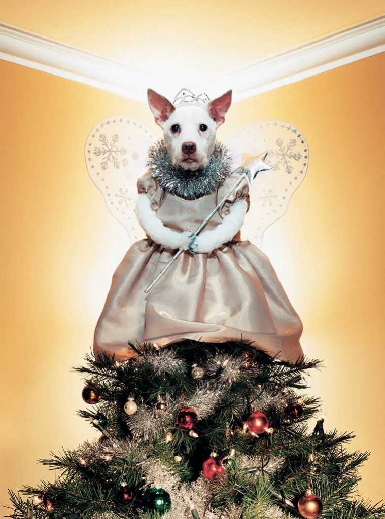 Photographer Takes Adorable Christmas Photos of Dog Each Year
