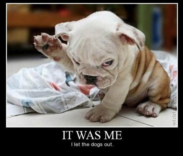 Hilarious dog memes - dog meme raising paw that it let the dogs out from "Who let the dogs out" by Baha Men