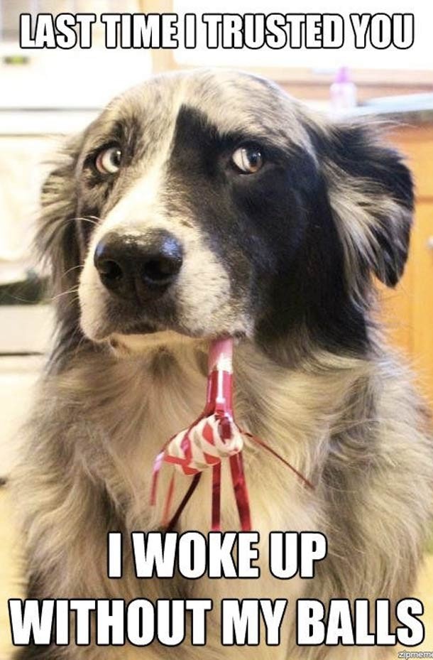 25 Hilarious Dog Memes That Will Brighten Up Your Day