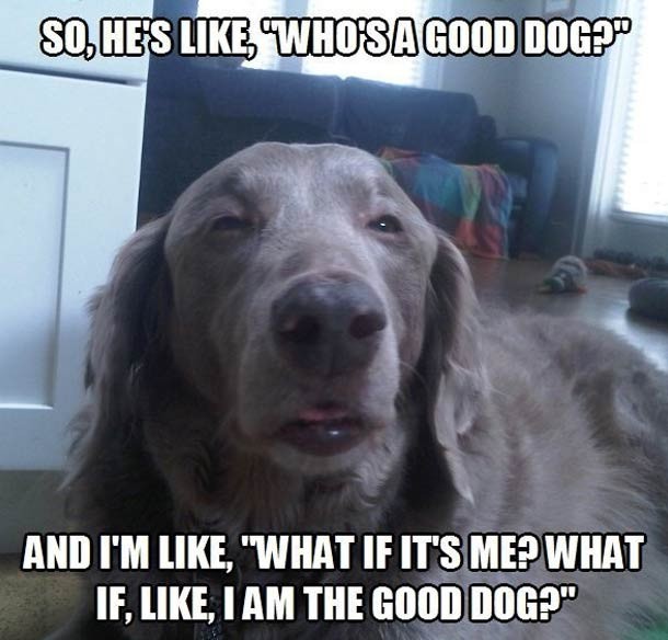 25 Hilarious Dog Memes That Will Brighten Up Your Day - Gallery | eBaum ...