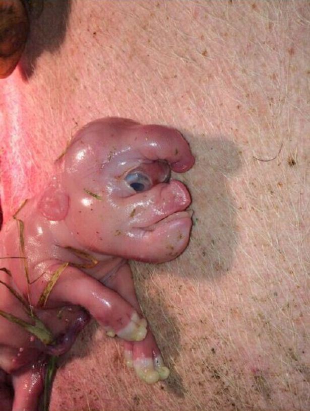 The pig was born with a human face and a penis attached to its forehead.