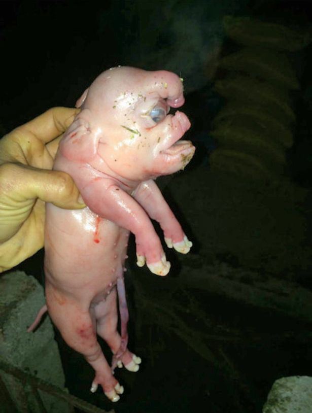 Unfortunately, the pig died after it’s mother rejected it and it refused to drink from a bottle. R.I.P. freaky little piggy.