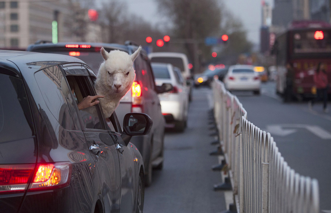 An Alpaca looks out a car window on a busy street in China. The alpaca was on route to a bar who had hired him as a customer attraction.