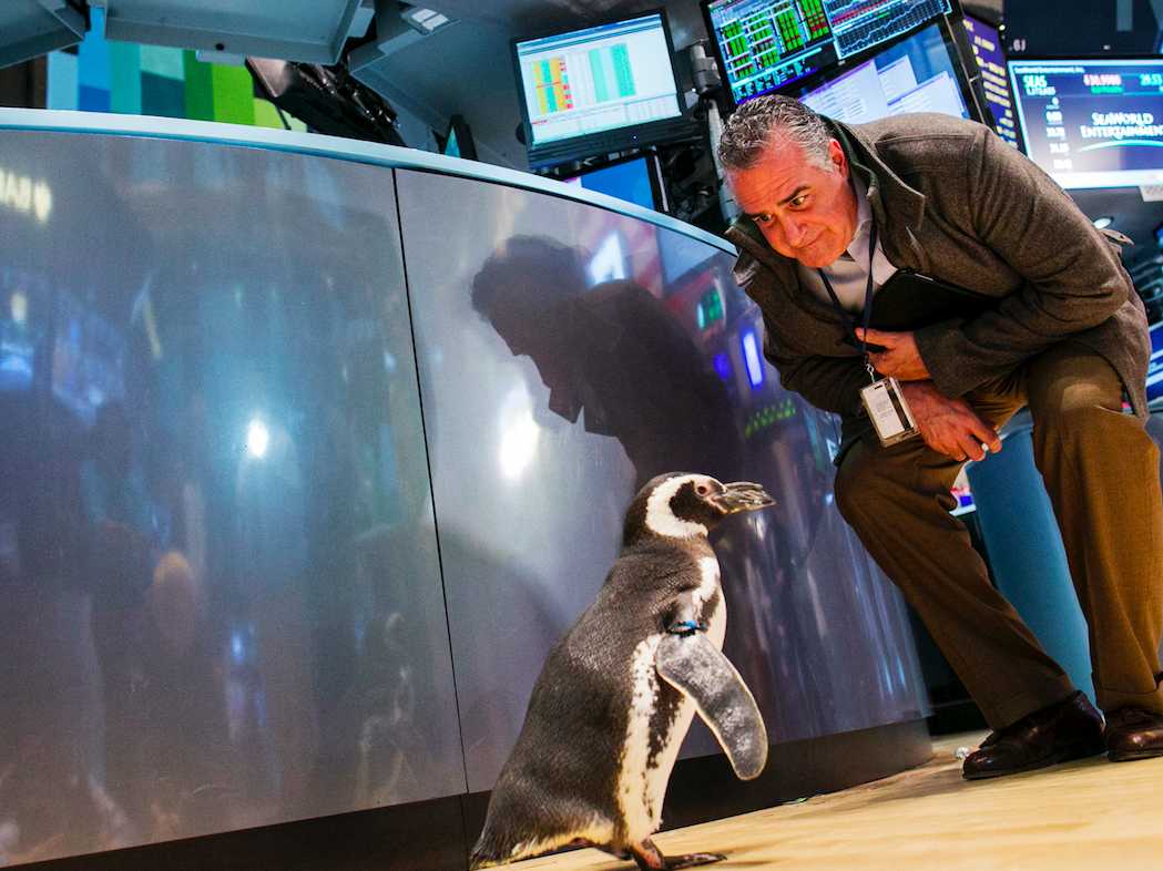 A trader looks at Pete the Penguin of Seaworld Entertainment as he walks on the floor of the New York Stock Exchange.