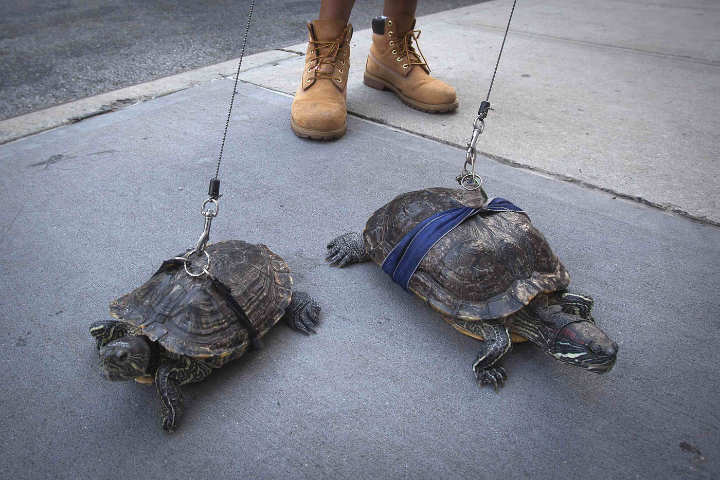 Chris Roland walks his pet turtles in New York.