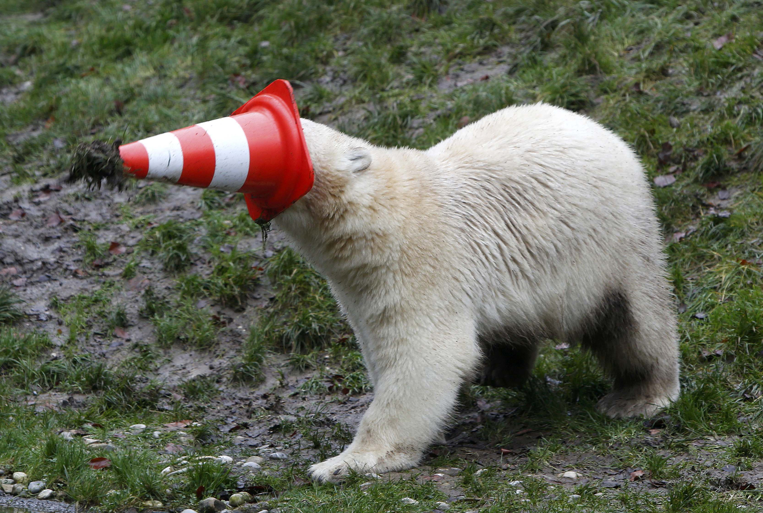 A polar bear plays with a pylon during celebrations marking its first birthday in an enclosure at Munich Zoo.