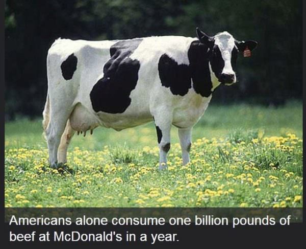 good cows - Americans alone consume one billion pounds of beef at McDonald's in a year.