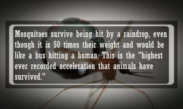 awesome facts - Mosquitoes survive being hit by a raindrop, even though it is 50 times their weight and would be a bus hitting a human. This is the "highest ever recorded acceleration that animals have survived."