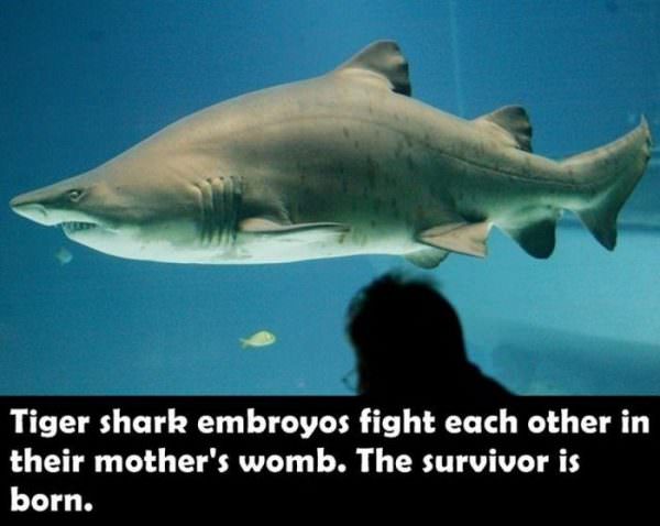 cool facts - Tiger shark embroyos fight each other in their mother's womb. The survivor is born.