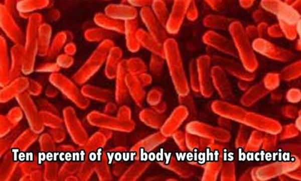Ten percent of your body weight is bacteria.
