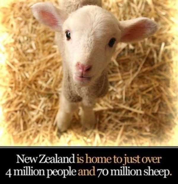 little lamb - New Zealand is home to just over 4 million people and 70 million sheep.