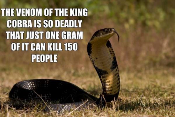 kerala snake names - The Venom Of The King Cobra Is So Deadly That Just One Gram Of It Can Kill 150 People