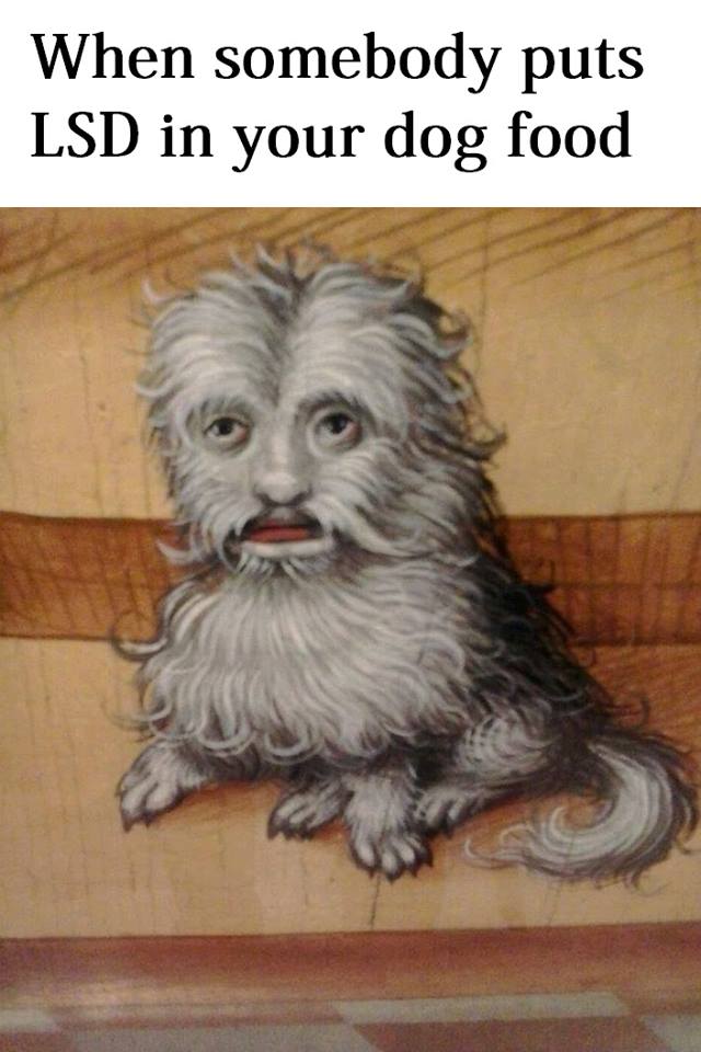 classical art memes cat - When somebody puts Lsd in your dog food