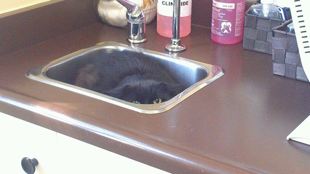 cats hiding at the vet
