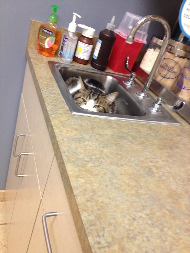 cats trying to hide at vet