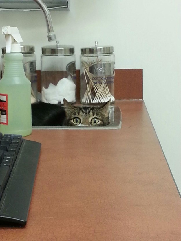 cats hiding at the vet - Cotton