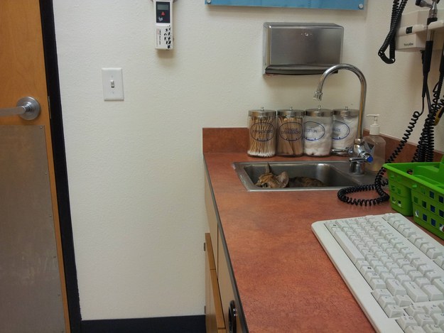 These 15 Cats Hiding From The Vet Are Too Funny For Words