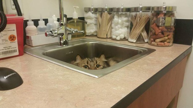 cat hiding vet