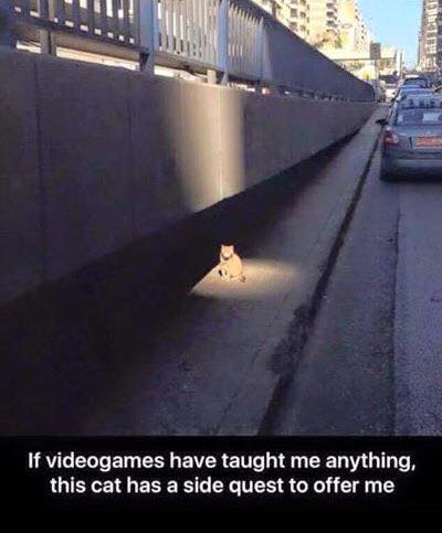 cat side quest - Timei If videogames have taught me anything, this cat has a side quest to offer me