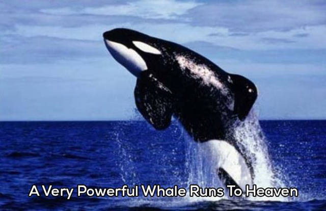 Free Willy (China)